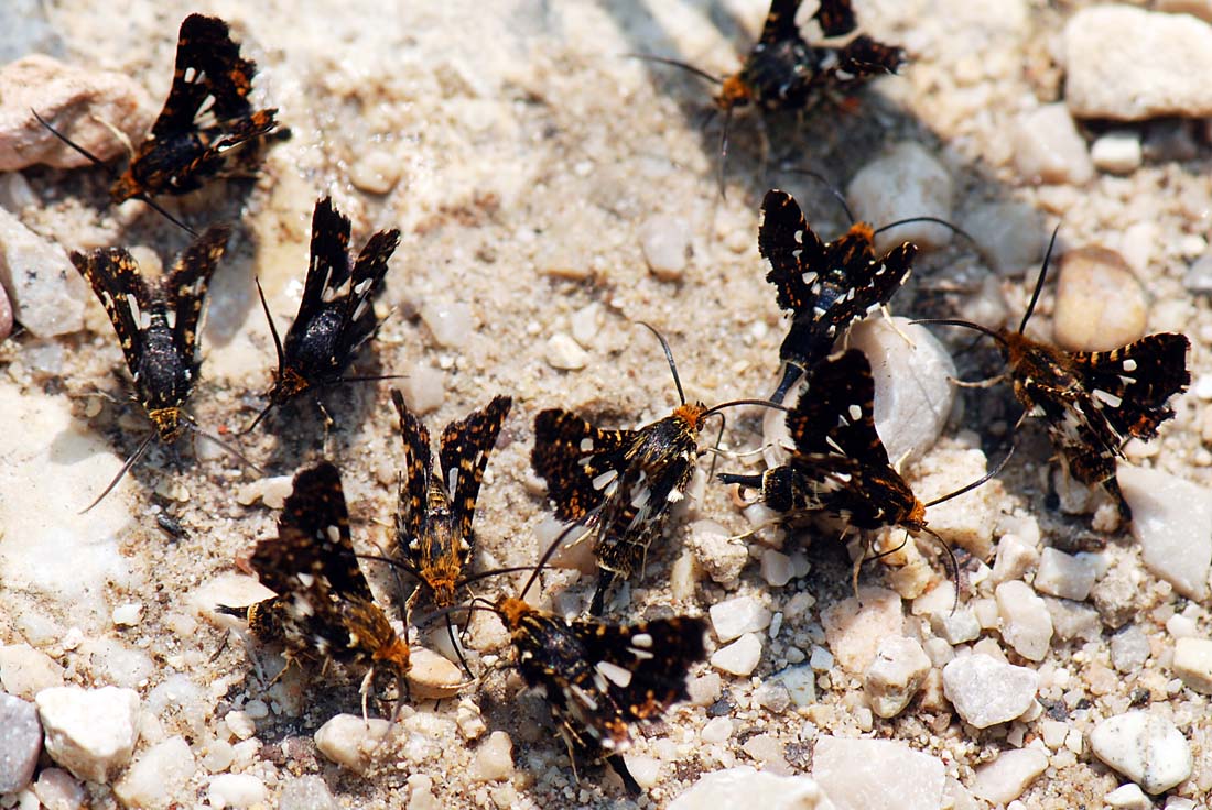 Thyris fenestrella, l''allegra compagnia